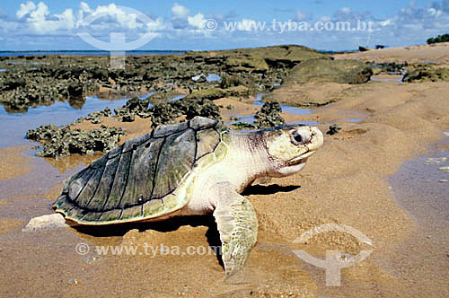  (Lepidochelys olivacea) Olive-ridley-sea-turtle - Praia do Forte Beach - Regional headquarters of TAMAR Project  - Mata de Sao Joao city - Bahia state (BA) - Brazil