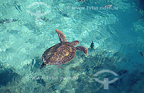  Sea Turtle - Cozumel - Mexico 