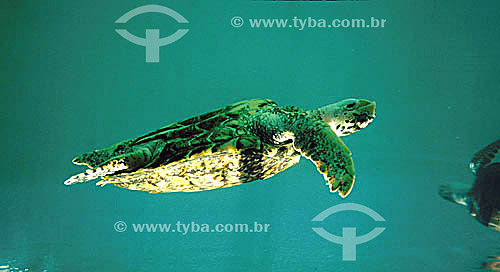  (Lepidochelys olivacea) Olive-ridley-sea-turtle swiming - Regional headquarters of TAMAR Project  - Mata de Sao Joao city - Bahia state (BA) - Brazil