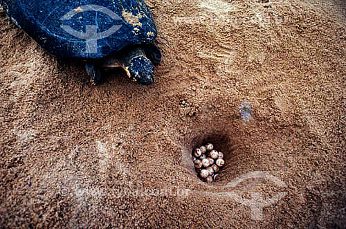  (Podocnemis expansa) Giant Arrau Turtle or Giant Amazonian Turtle with it`s eggs - Amazonas state - Brazil 