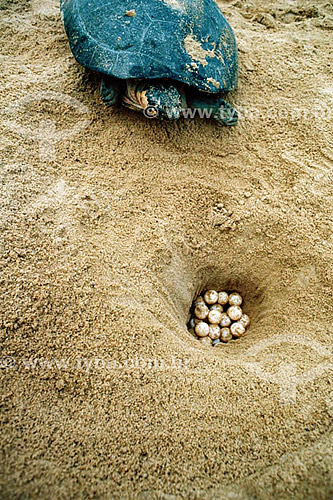  (Podocnemis expansa) Giant Arrau Turtle or Giant Amazonian Turtle with it`s eggs - Amazonas state - Brazil 