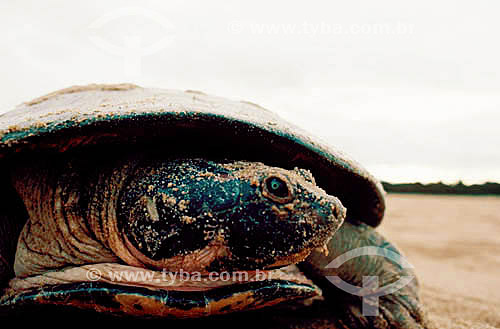  (Podocnemis expansa) Giant Arrau Turtle or Giant Amazonian Turtle - Amazonas state - Brazil 