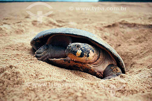  (Podocnemis expansa) Giant Arrau Turtle or Giant Amazonian Turtle - Amazonas state - Brazil 