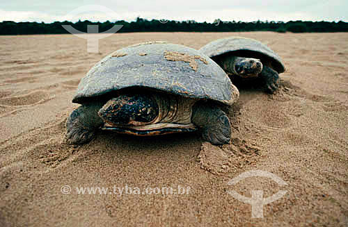  (Podocnemis expansa) Giant Arrau Turtle or Giant Amazonian Turtle - Amazonas state - Brazil 