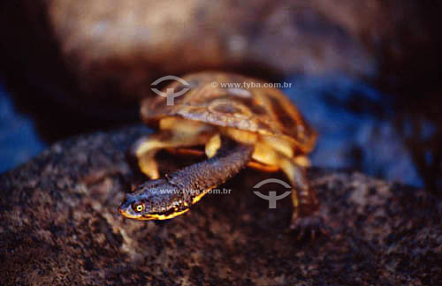  (Hydromedusa maximiliani) Snake-Necked Turtle - Brazil 