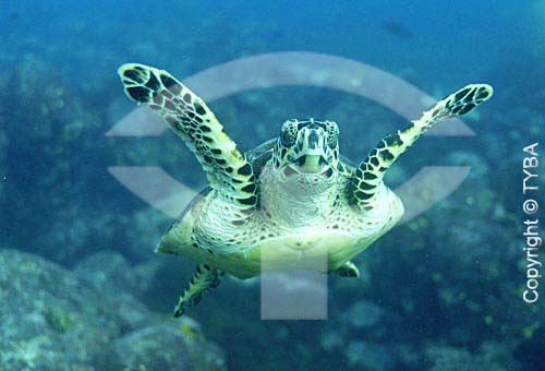  Brazilian sea turtle - TAMAR Project* - Brazil  * Brazilian Program for the Conservation of the Sea Turtles, coordinated by IBAMA (Brazilian Institute of Environment and Renewable Natural Resources). 