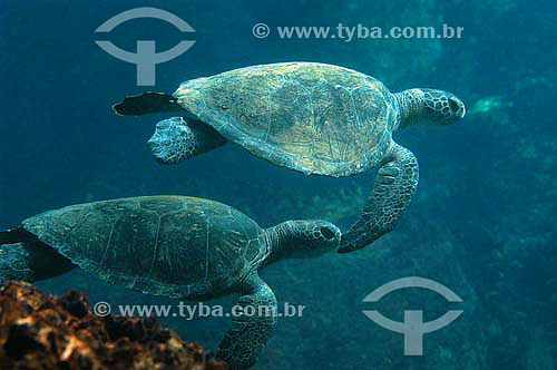  Green Sea Turtle (Chelonia mydas) - Fernando de Noronha island - Pernambuco state - Brazil 