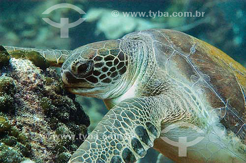  Green Sea Turtle (Chelonia mydas) - Fernando de Noronha island - Pernambuco state - Brazil 