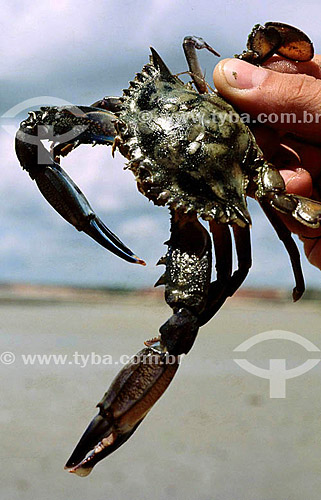  Hand holding crab - Cumuruxatiba - south coast of Bahia state - Brazil 