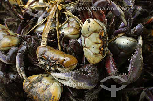  Crabs, Delta of Parnaiba River - Piaui state - Brazil - February 2006 