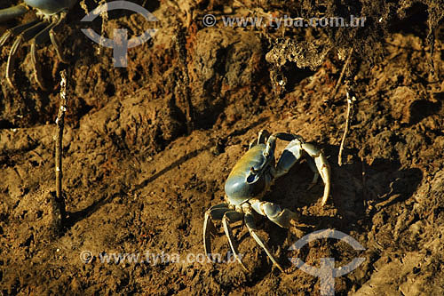  Crab at Picinguaba river margins - Sea Mountain Range State Park - Sao Paulo state - Brazil - 04/2007  