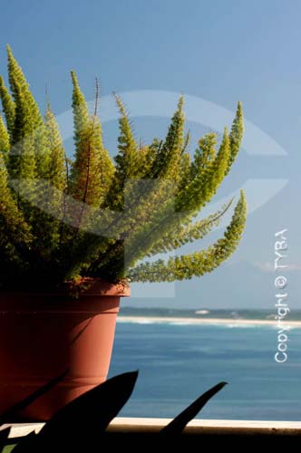  Vase with plant with the sea in the background - Pedra de Guaratiba - Rio de Janeiro city - Rio de Janeiro state - Brazil 