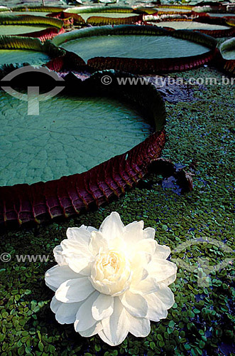  Subject: Victoria regia (Victoria amazonica) - also known as Amazon Water Lily or Giant Water Lily - Botanic Garden / Local: Rio de Janeiro city - Rio de Janeiro state (RJ) - Brazil 