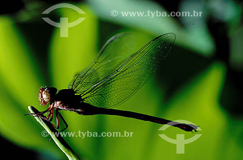  Insect - Botanic Garden - Rio de Janeiro city - Rio de Janeiro state - Brazil 