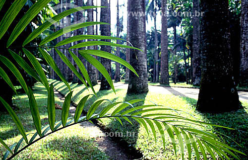  Botanic Garden* - Rio de Janeiro city - Rio de Janeiro state - Brazil  * It is a National Historic Site since 05-30-1938. 