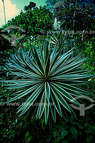  Plant - Burle Marx farm - Rio de Janeiro city - Rio de Janeiro state - Brazil 