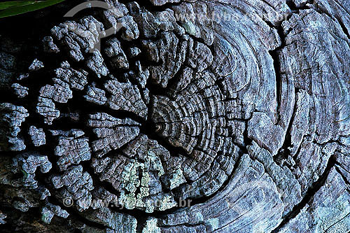  Detail of tree trunk 