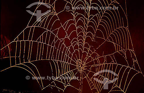  Spider web 