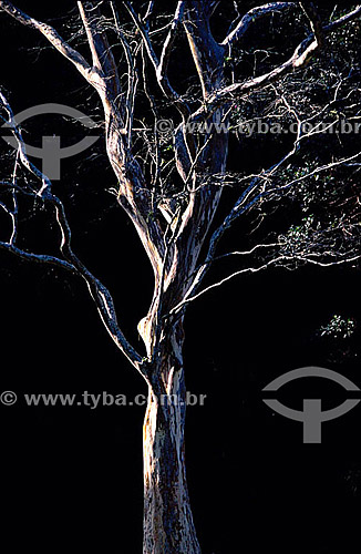  Tree at the Parque da Cidade Park - Gavea neighbourhood - Rio de Janeiro city - Rio de Janeiro state - Brazil 