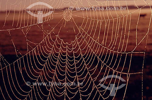  Animals - Insects - Spider web - Brazil 