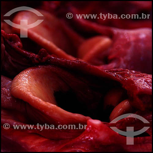  Visual effect: meat - Municipal Market of Sao Paulo city - 01-25-2004 - Sao Paulo state - Brazil 