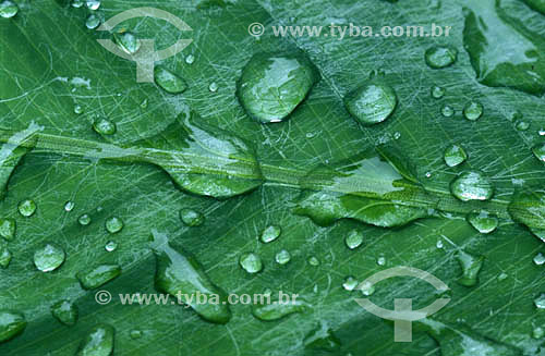  Detail of rain drops on the leaf 