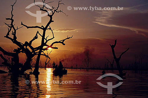  Environmental - Tree at sunset - Flooding of the hydroeletric  power station construction -Tucurui - Para state - Brazil 