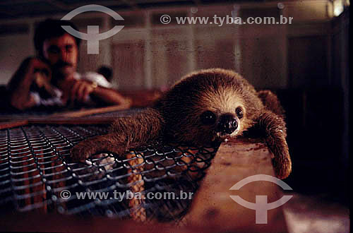 Environmental - Animals - Mamals - Sloths - Animals rescue  from a flood of the Tucurui Hydroeletric Power Station construction - Para state - Brazil 