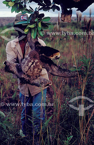  Environmental - Man rescuing animal (sloth) from a flood of the Balbina Hydroeletric Power Station construction - Amazonas state - Brazil 