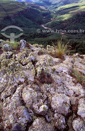  Rupicolous vegetation on the upper slopes of the Guartela Valley, overlooking the canyon landscape of the Rio Tibaji River - Parana state - Brazil 
