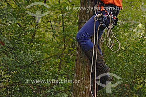  Man climbing cedar tree - Curitiba city - Parana state - Brazil - February 2007 