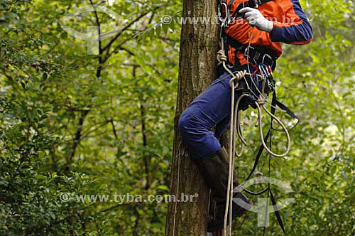  Man climbing cedar tree - Curitiba city - Parana state - Brazil - February 2007 