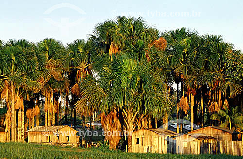  Traditional houses and Moriche palms (Mauritia flexuosa) - Acre state - Brazil 