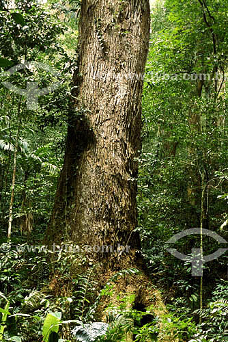  (Hevea brasiliensis) Rubber tree - extraction of latex for future production of rubber - Acre state - Brazil 