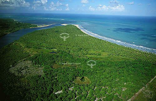  Aerial view of the coast of Alagoa state, with the beach and coconut trees in the first plan - Brazil 