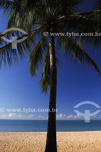  Coconut tree, sand, sea and sky at Pajuçara beach - Maceio city - Alagoas state - Brazil - March 2006 