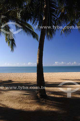  Coconut tree, sand, sea and sky at Pajuçara beach - Maceio city - Alagoas state - Brazil - March 2006 