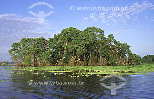  Lake region of Amapa - Amapa - AP - Brazil 