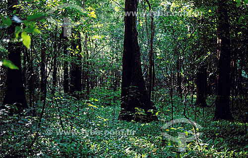  Forest in Mamiraua Sustainable Development Reserve - Amazonas state - Brazil 