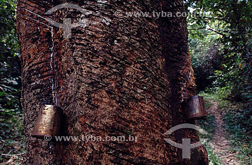  (Hevea brasiliensis) Rubber tree with cut marks for extraction of latex for future production of rubber  - Amazonas state - Brazil 