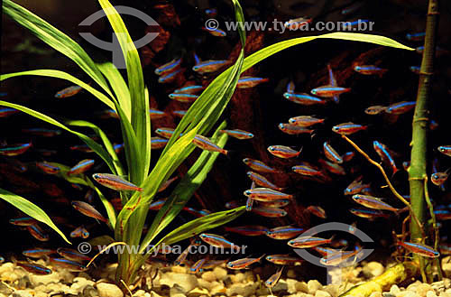  Ornamental fishs - Barcelos city*- Amazonas state - Brazil  * The former capital of Amazonas state 