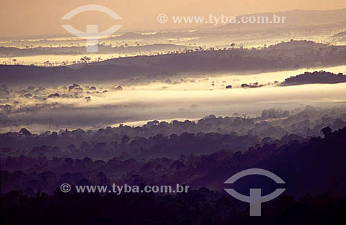  Overview of Amazonian forest covered by the fog at dawn - AM - Brazil- Amazonas state - Brazil 