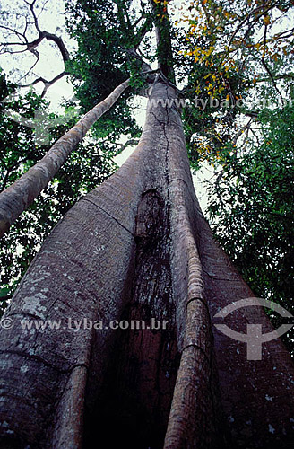  Kapok tree (Ceiba pentandra) - Amazon region - Amazonas state - Brazil 