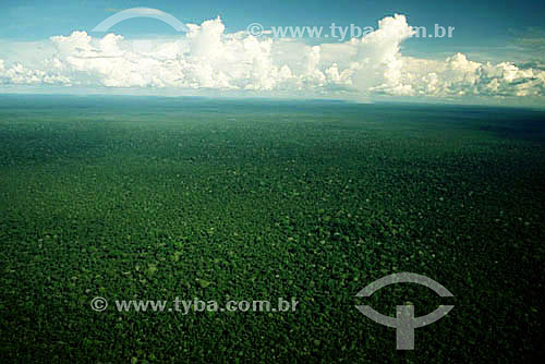  Aerial view of Amazonian forest - Amazonas state - Brazil 