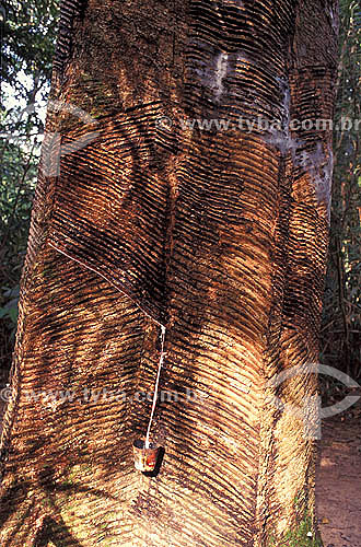  (Hevea brasiliensis) rubber tree - Detail of latex extracting for further rubber production - Amazonas state - Brazil 