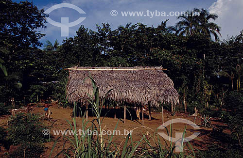  Typical house of the Amazonian region - Amazonas state - Brazil 