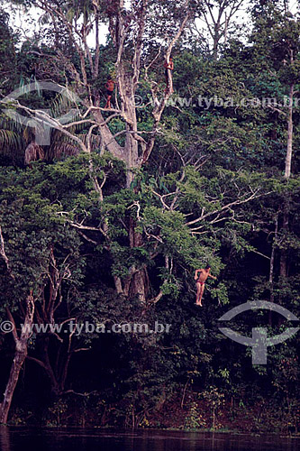  Two boys climbed the branches of a great tree and other boy jumping in the river - Rio Negro (Black River) - Amazonas state - Brazil 