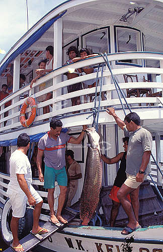  Amazonian Inhabitants - Fishermen on a boat exhibiting a Pirarucu Arapaima gigas recently fished - Negro River - Amazonas state - Brazil 