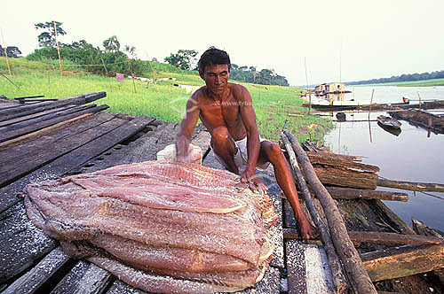  Man salting the Pirarucu (Arapaima gigas), an amazon fish in the Jaraua community - Mamiraua Reserve of Sustainable Development - Amazonas State - Brazil 