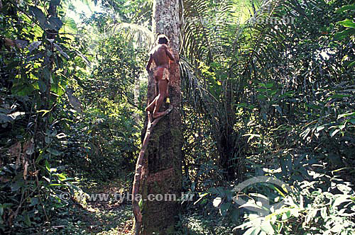  (Hevea brasiliensis) Rubber tapper extracting latex from a rubber tree for future production of rubber - Acre state - Brazil 